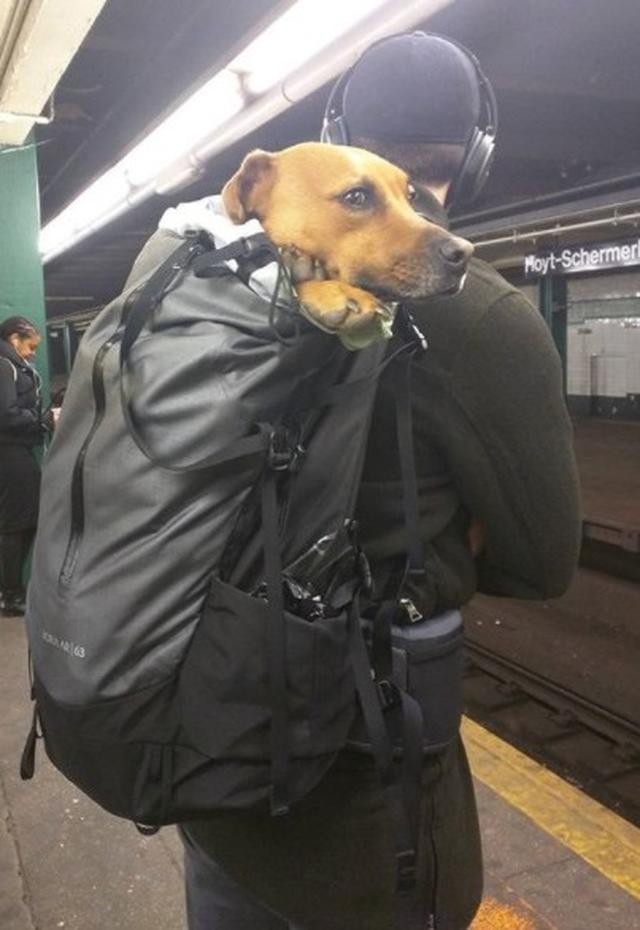 画像2: 思わず笑ってしまう鞄に入る犬たちの写真