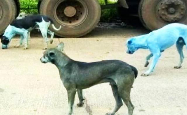 画像1: 野良犬が突然ブルーに変色
