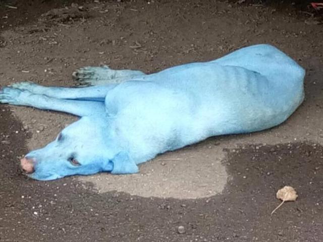 画像2: 野良犬が突然ブルーに変色