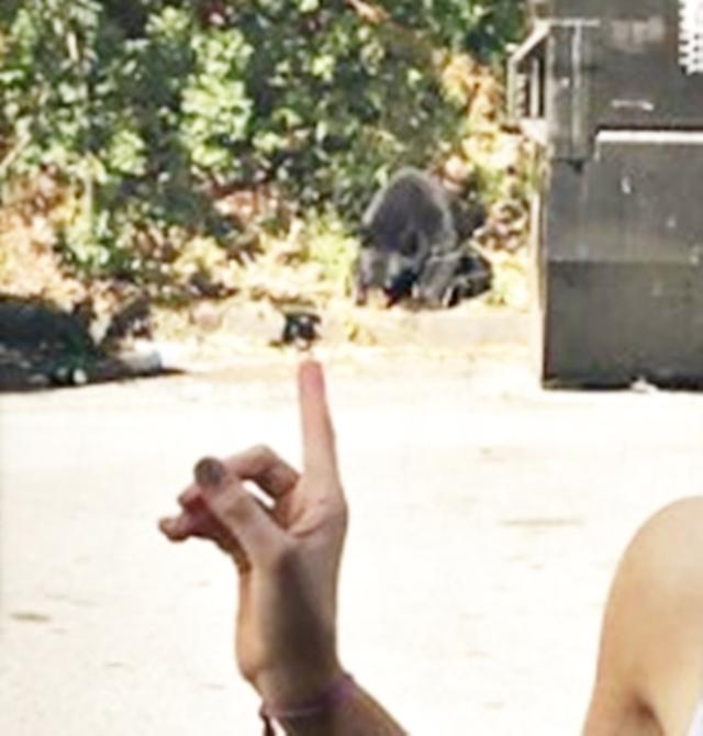 画像2: クマと踊る…!?