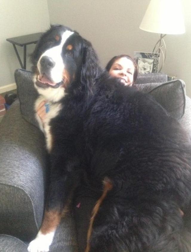 画像5: 大型犬あるある!?