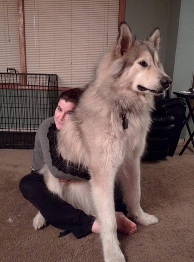 画像7: 大型犬あるある!?