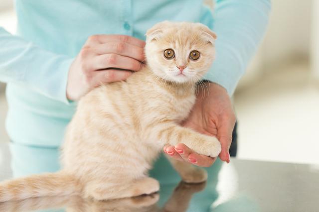画像: 「これ以上数を増やすべきではない」動物保護団体が訴え
