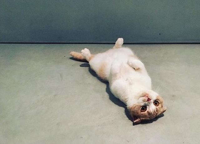画像: エドの愛猫カリッポ。©Ed Sheeran
