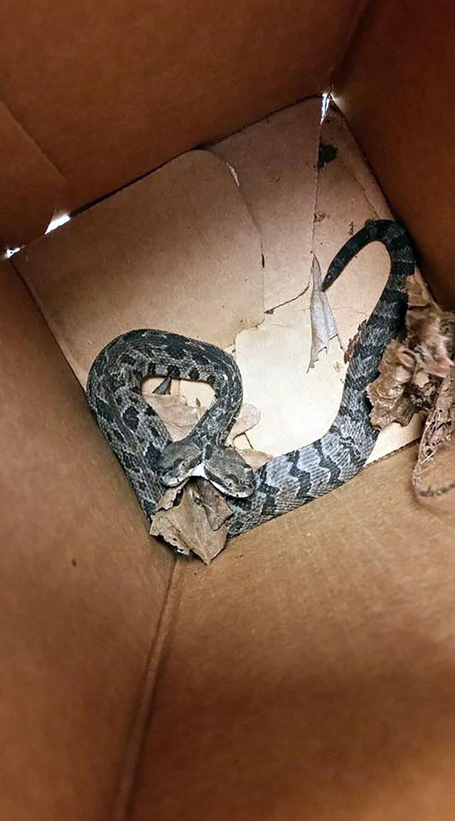 画像: 頭を2つ持つヘビが登場し、奇妙すぎる姿に大騒ぎ