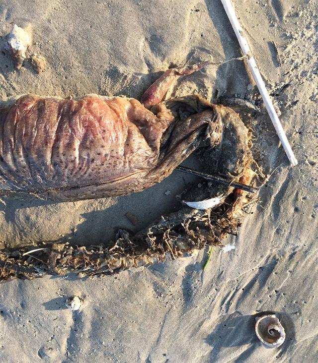 画像2: 目が無く牙を持つ謎の生き物