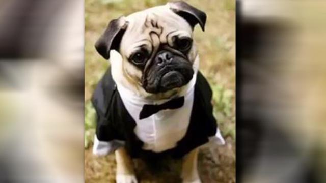 画像: 実際の愛犬の写真 ©NBC 4 Columbus/Twitter