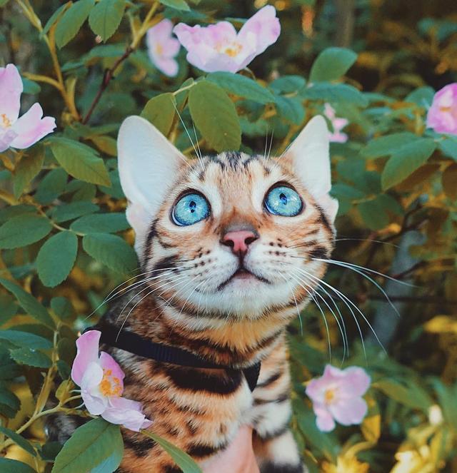 画像6: ヒョウ柄ネコで人気上昇中