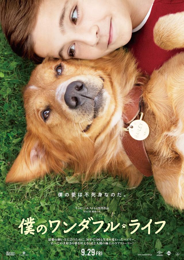 画像3: 原作は愛犬を亡くした恋人のためのベストセラー小説