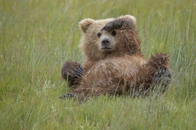 画像: 寝っ転がりながら敬礼する野生のクマが話題!可愛すぎる姿に胸キュン