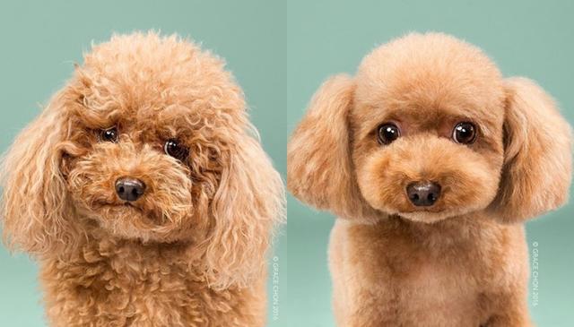 画像1: ペット犬のビフォーアフターが大反響