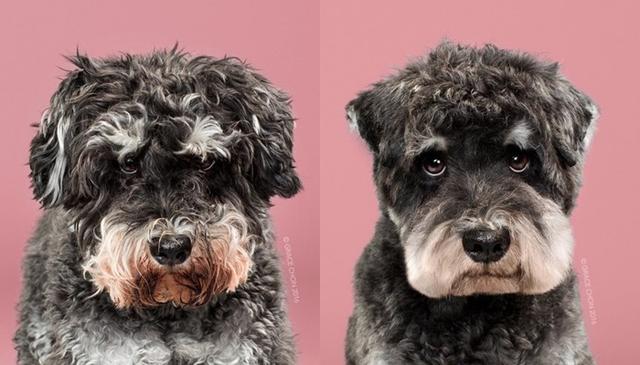 画像5: ペット犬のビフォーアフターが大反響
