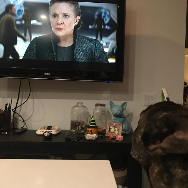 画像2: 『スター・ウォーズ』最後のレイア姫を見守る愛犬の姿に胸が締め付けられる
