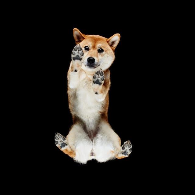 画像6: 犬たちを真下から撮った写真が可愛すぎて悶絶