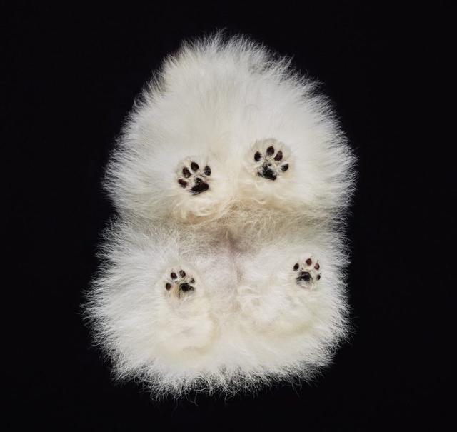画像4: 犬たちを真下から撮った写真が可愛すぎて悶絶