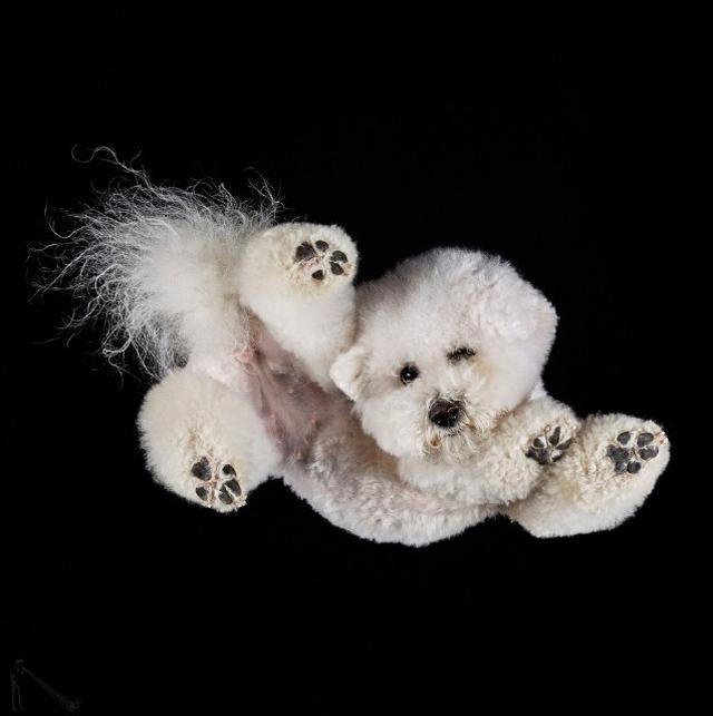 画像5: 犬たちを真下から撮った写真が可愛すぎて悶絶