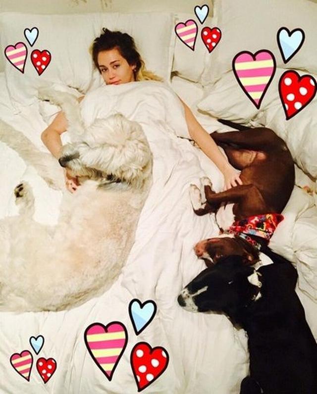 画像: ベッドで愛犬たちに囲まれて。