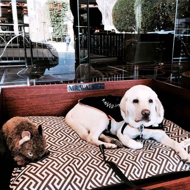 画像2: オーストラリアの名門ホテル、コンシェルジュはなんと犬