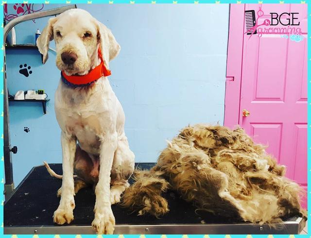 画像2: 顔も見えないほど毛むくじゃらな捨て犬が、2時間かけて美しく大変身