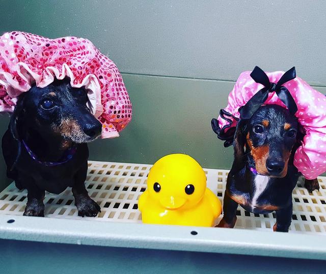 画像1: 顔も見えないほど毛むくじゃらな捨て犬が、2時間かけて美しく大変身