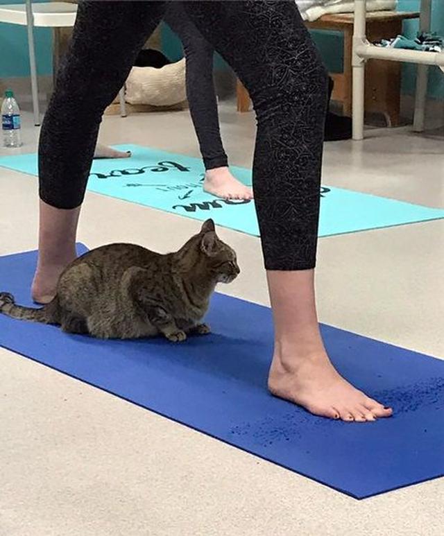画像: アトランタで猫シェルターのGood Mewsが開催したキャット・ヨガ。