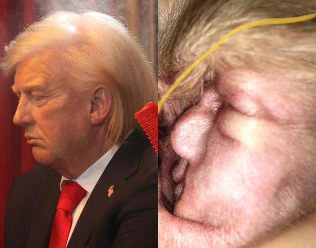 画像3: トランプ大統領がビーグル犬の耳の中にこっそり隠れていた!?