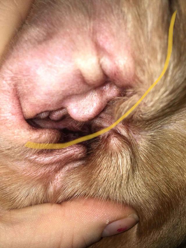 画像2: トランプ大統領がビーグル犬の耳の中にこっそり隠れていた!?