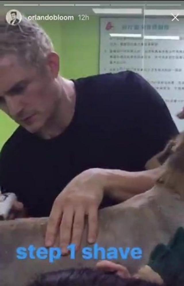 画像3: 【動画】オーランド・ブルーム、中国の路上で出会った傷ついた捨て犬を助ける