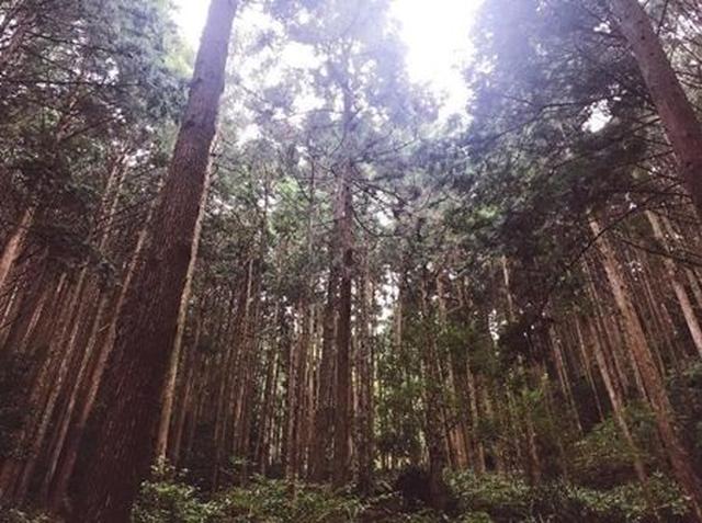 画像: 「上を見れば限りなし」と日本語のコメントと一緒に投稿。