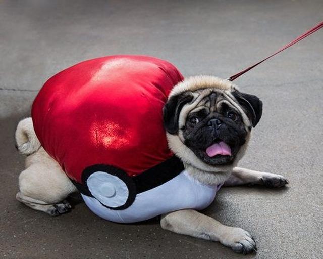 画像: こちらパグはモンスターボールなのか、モンスターボールに捕えられたポケモンなのか、謎のまま。