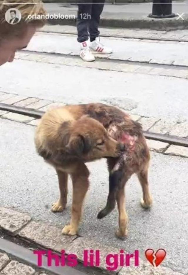 画像2: 【動画】オーランド・ブルーム、中国の路上で出会った傷ついた捨て犬を助ける