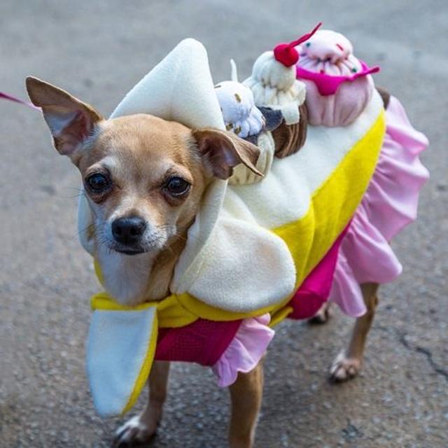 画像: 食べ物人気高し!この子はカップケーキ犬に。