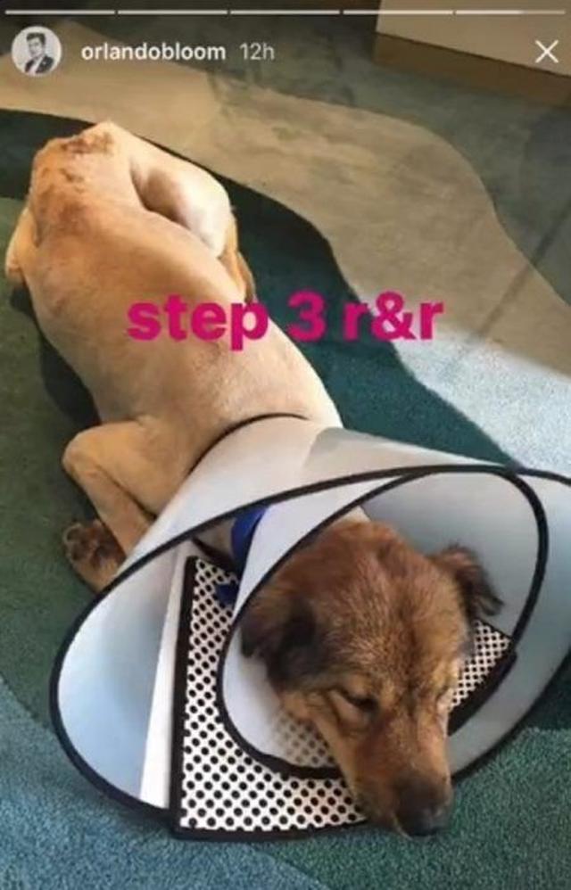 画像4: 【動画】オーランド・ブルーム、中国の路上で出会った傷ついた捨て犬を助ける