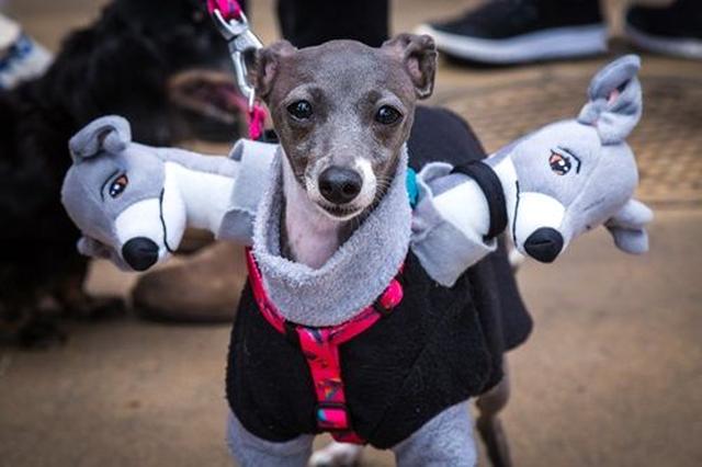 画像: ケルベロスに変身するために犬に似た人形を用意した、努力のコスプレ。
