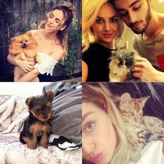 画像: 左上から:愛犬のハッチ、テディ、愛猫のプラダ、ベンジー。