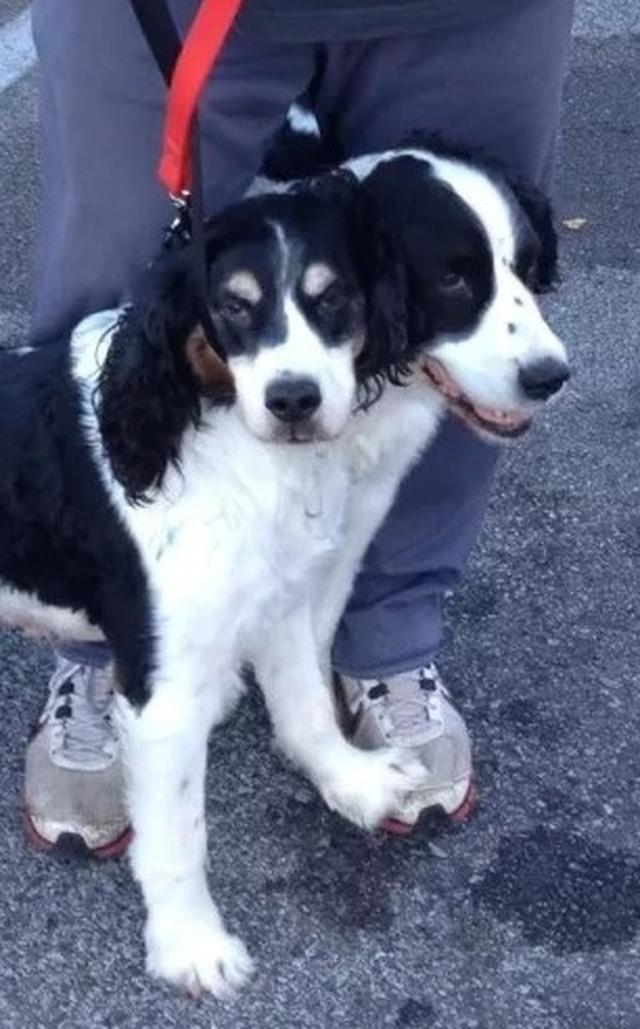 画像2: 頭が2つある犬の写真にぞっとする