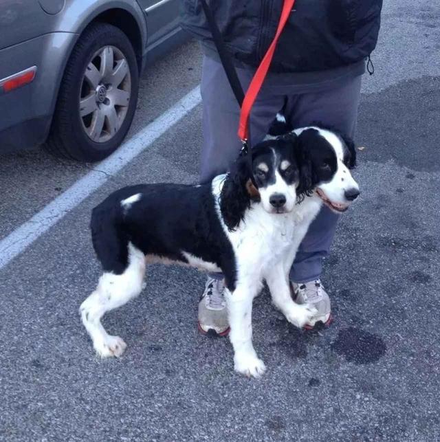 画像1: 頭が2つある犬の写真にぞっとする
