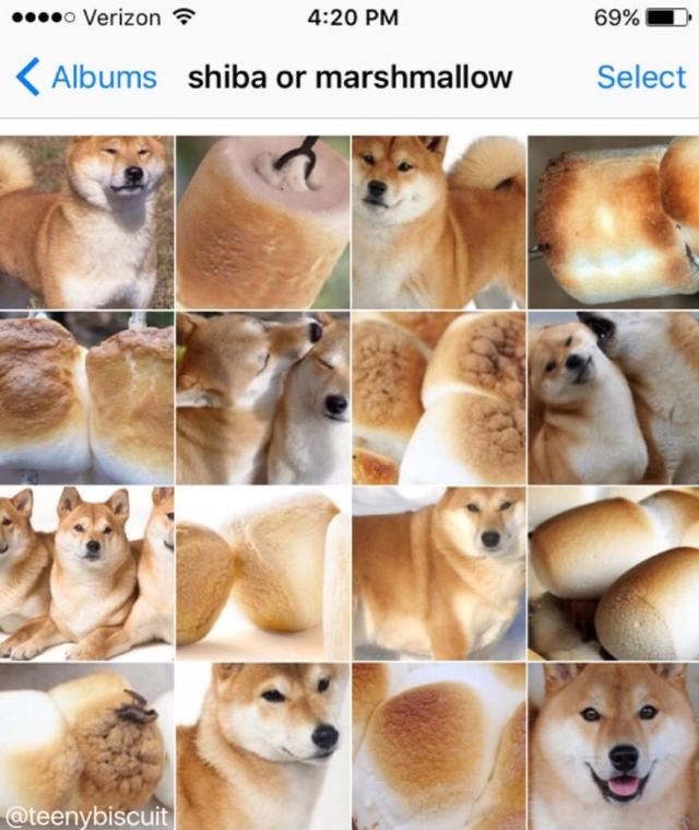 画像5: ©Twitter/teenybiscuit