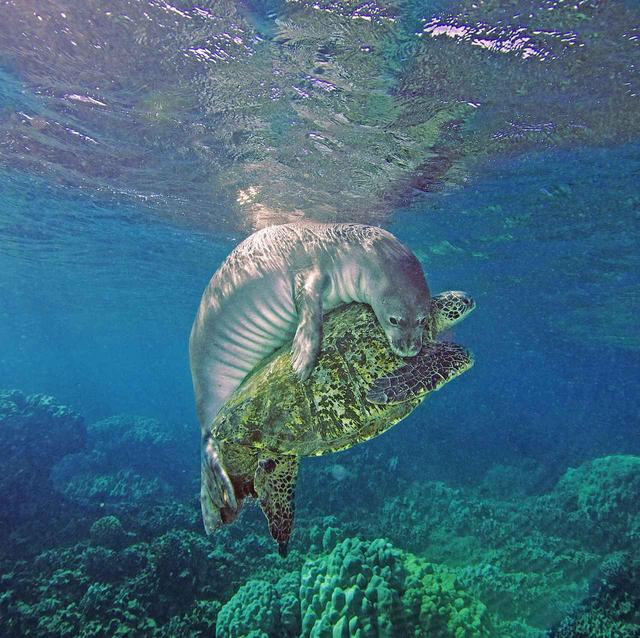 画像2: ウミガメとアザラシが仲良くじゃれ合う