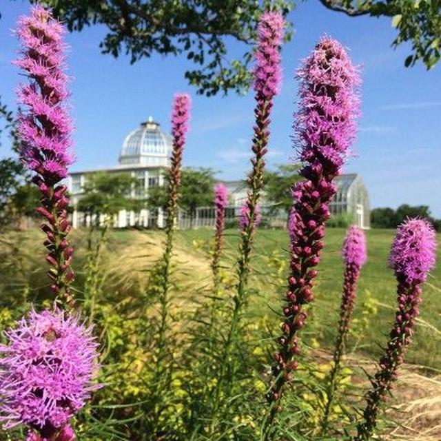 画像1: 世界で起きている悲劇を受け、アメリカの植物園が「助けになるなら」と入園無料に