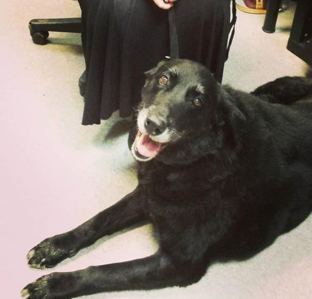 画像: ©instagram/animalprotectorsshelter