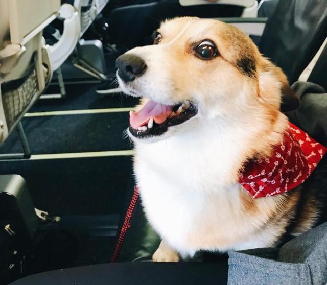 画像2: 空港で見知らぬ男性に寄り添うコーギー犬、その理由に感動