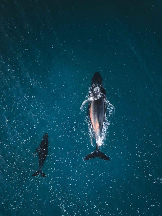 画像1: クジラが作った「奇跡のハート」が素敵なので見てほしい