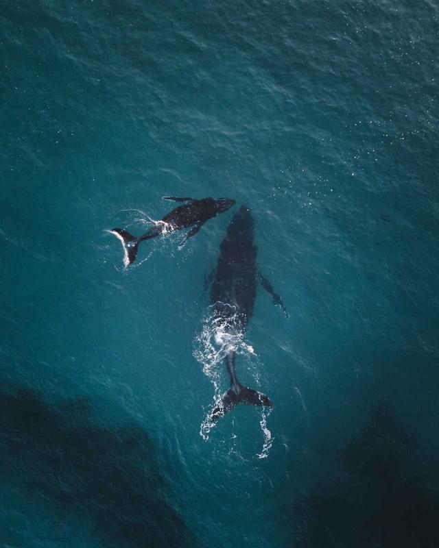 画像3: クジラが作った「奇跡のハート」が素敵なので見てほしい