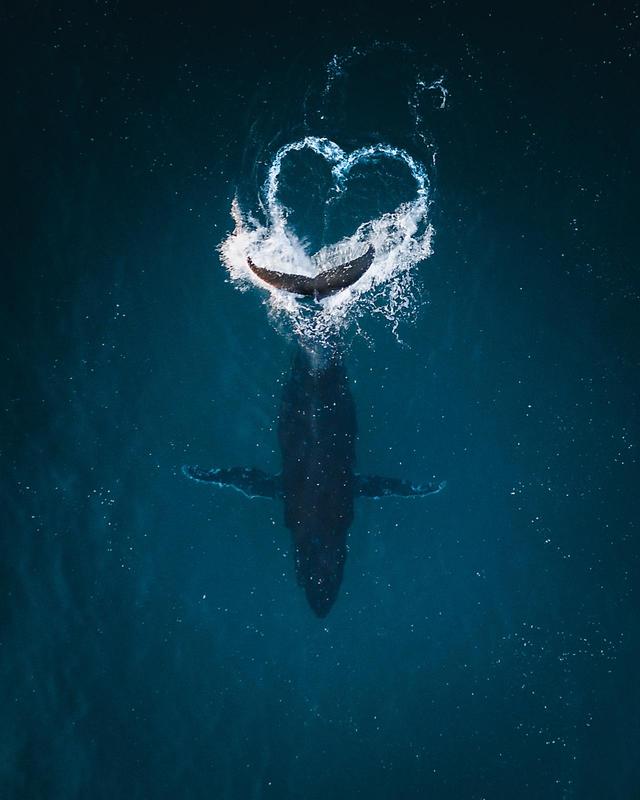 画像2: クジラが作った「奇跡のハート」が素敵なので見てほしい