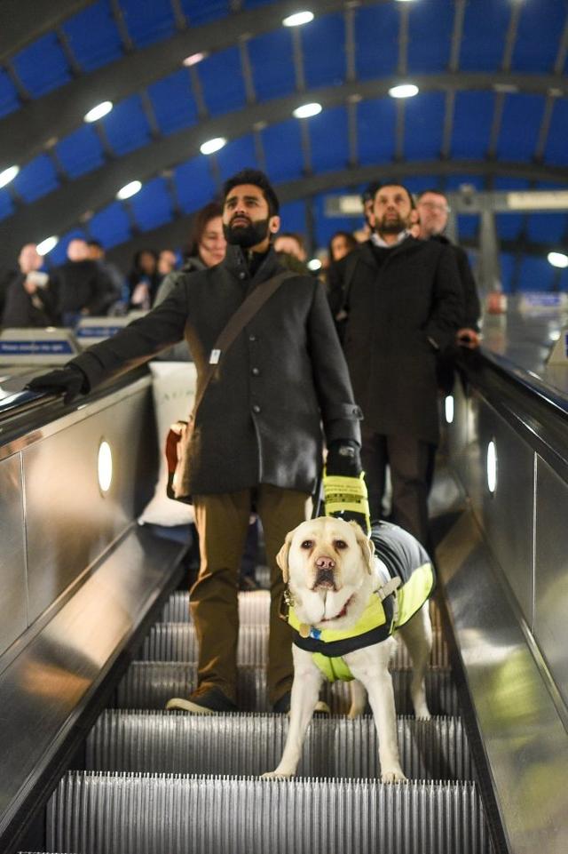 画像1: 盲導犬の頑張りに涙