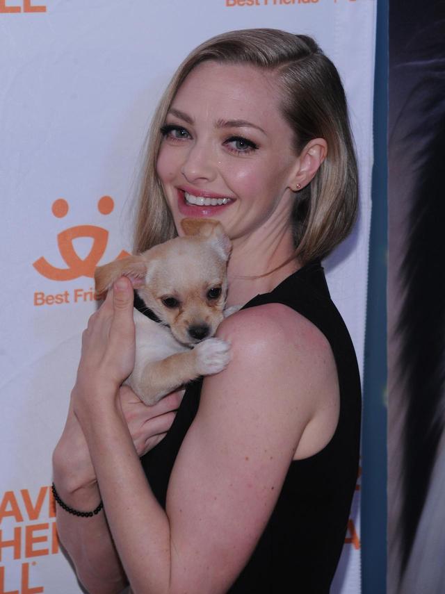 画像1: セレブと子犬・子猫がレッドカーペットに