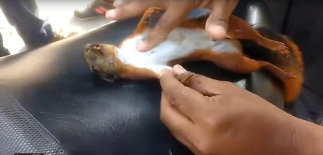画像: これぞ奇跡、心臓が止まったリスがある男性の行動で生き返る【動画アリ】