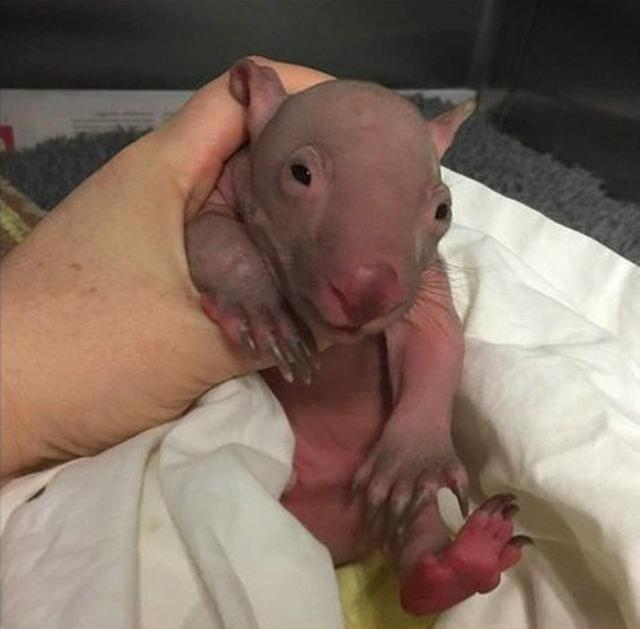 画像: ある動物の赤ちゃんを友人の赤ちゃんと間違えた女性に笑いが止まらない