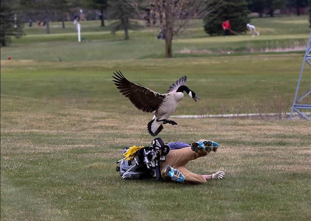 画像2: Blissfield Athletics